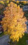 Snip Autumn Tree